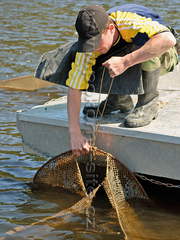 POKORNÝ - SÍTĚ, Nets Enterprise