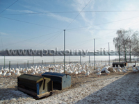 Gänsezucht
