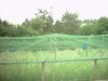 Aviary nets 2