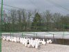 Aviary nets 6