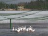 Aviary nets 12