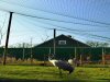 Aviary nets 15