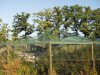 Aviary nets 16