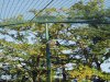 Aviary nets 17